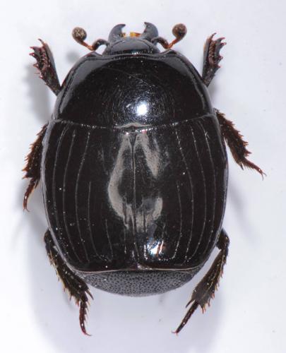 Margarinotus carbonarius carbonarius